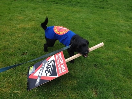 Dog on the picket line